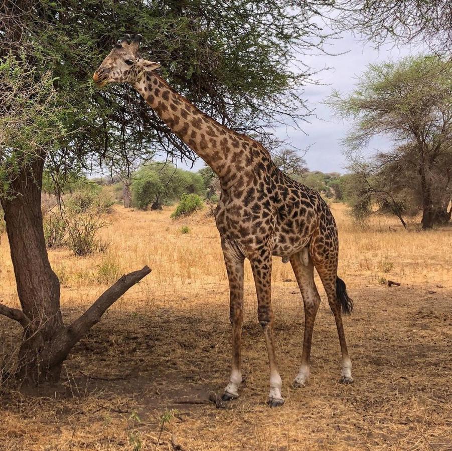 Amboseli Cultural Camping Luaran gambar